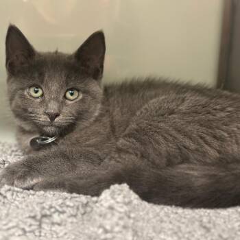 WV2387 Allura -  Domestic Short Hair Cat for Adoption in Port Washington, New York - WV2387 Allura | PetCurious