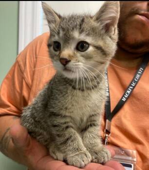 Cheetah -  Domestic Short Hair Cat for Adoption in St. Ignace, Michigan - Cheetah | PetCurious