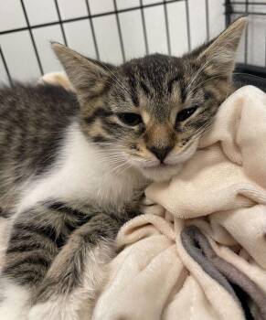 Domestic Short Hair Cats Available for Adoption in Jackson, Michigan - Gummy Bear | PetCurious