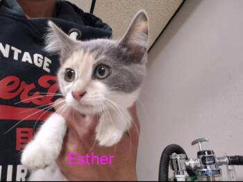 Domestic Short Hair Cats Available for Adoption - Esther | PetCurious