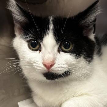 Clementine -  Domestic Short Hair Cat for Adoption in Chicago, Illinois - Clementine | PetCurious