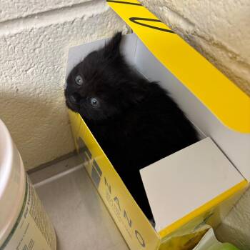 Stray - Lowes -  Domestic Short Hair Cat for Adoption in Roxboro, North Carolina - Stray - Lowes | PetCurious