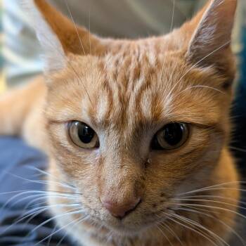 Domestic Short Hair Cats Available for Adoption - Freya | PetCurious