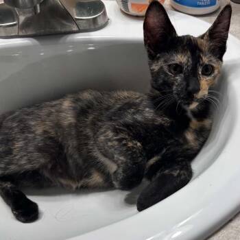 Miranda -  Domestic Short Hair Cat for Adoption in Williston, Florida - Miranda | PetCurious