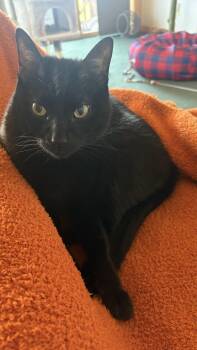 Domestic Short Hair Cats Available for Adoption in Evergreen, Colorado - Warren | PetCurious
