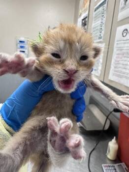 CHED -  Domestic Short Hair Cat for Adoption in Las Vegas, Nevada - CHED | PetCurious