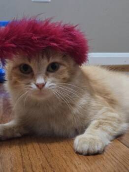 Jinx -  Domestic Short Hair Cat for Adoption in Reston, Virginia - Jinx | PetCurious