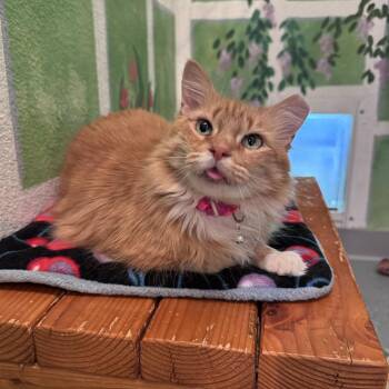 Domestic Short Hair Cats Available for Adoption in Lincoln, California - Spot KCF | PetCurious