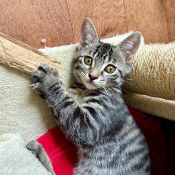 Otohime -  Domestic Short Hair Cat for Adoption in Los Angeles, California - Otohime | PetCurious