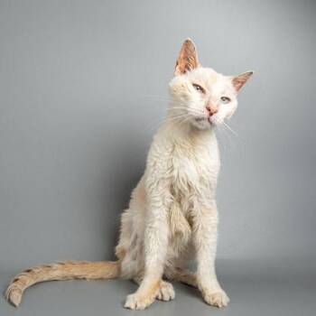 Boscoe -  Domestic Short Hair Cat for Adoption in Longmont, Colorado - Boscoe | PetCurious