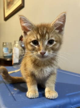 Rescue Domestic Short Hair Cats for Adoption in Zimmerman, Minnesota - Dewey | PetCurious