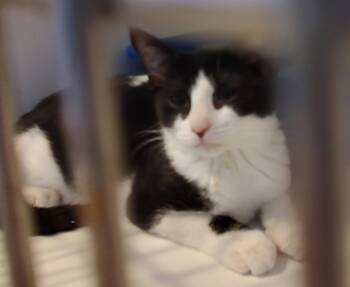 Domestic Short Hair Cats Available for Adoption in Phoenix, Arizona - Benny | PetCurious