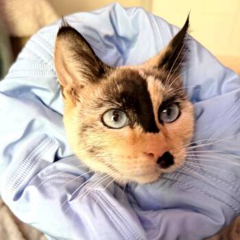 Clover -  Siamese Cat for Adoption in Long Beach, California - Clover | PetCurious