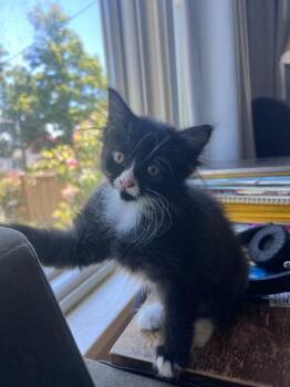 Luna -  Domestic Medium Hair Cat Available for Adoption in Seattle, Washington - Luna | PetCurious