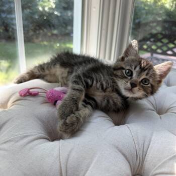 Haru -  Domestic Short Hair and Tabby Cat for Adoption in Mastic, New York - Haru | PetCurious