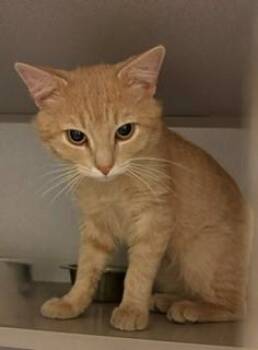Domestic Short Hair Cats Available for Adoption in Mason City, Iowa - Magnus | PetCurious