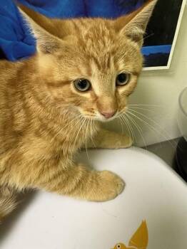 JAGUARUNDI -  Domestic Short Hair Cat for Adoption in Pueblo, Colorado - JAGUARUNDI | PetCurious