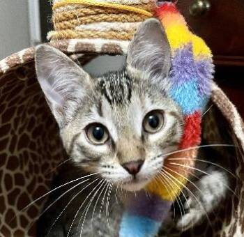 Ping-Pong -  Domestic Short Hair Cat Available for Adoption in Lafayette, Louisiana - Ping-Pong | PetCurious