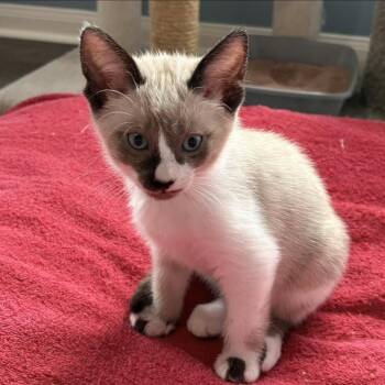 Siamese Cats Available for Adoption in Missouri City, Texas - Gouda | PetCurious