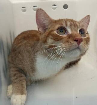 Orion -  Domestic Short Hair Cat for Adoption - Orion | PetCurious
