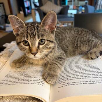 Squirrel -  Domestic Short Hair Cat for Adoption in Chicago, Illinois - Squirrel | PetCurious