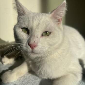 Domestic Short Hair Cats Available for Adoption - Lucy | PetCurious