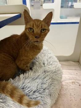 Cooper -  Domestic Short Hair Cat for Adoption in Vero Beach, Florida - Cooper | PetCurious