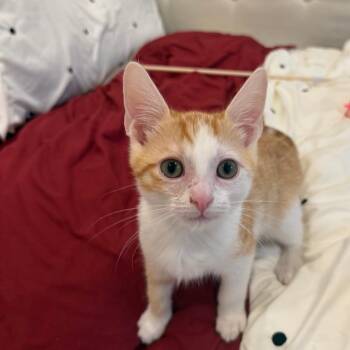 Fonzarelli -  Domestic Short Hair Cat for Adoption in Los Angeles, California - Fonzarelli | PetCurious