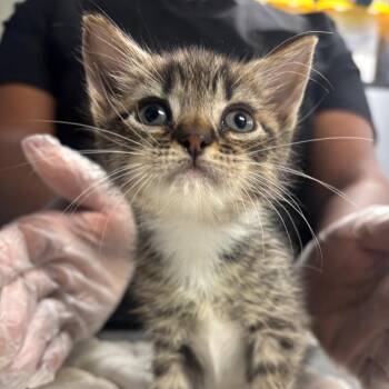 Domestic Short Hair Cats Available for Adoption in Newark, New Jersey - Lori | PetCurious