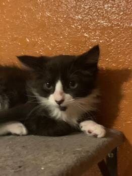 Skim Milk -  Domestic Short Hair Cat for Adoption in San Antonio, Texas - Skim Milk | PetCurious
