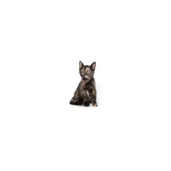 Rei -  Domestic Short Hair Cat for Adoption in Los Angeles, California - Rei | PetCurious