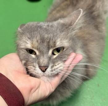 Soraya -  Domestic Medium Hair and Domestic Short Hair Cat for Adoption in New Albany, Indiana - Soraya | PetCurious