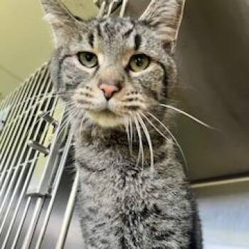 Domestic Short Hair Cats Available for Adoption - Winnie The Pooh | PetCurious