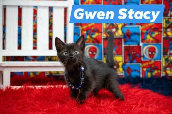 Gwen Stacy -  Domestic Short Hair Cat for Adoption in Sevierville, Tennessee - Gwen Stacy | PetCurious