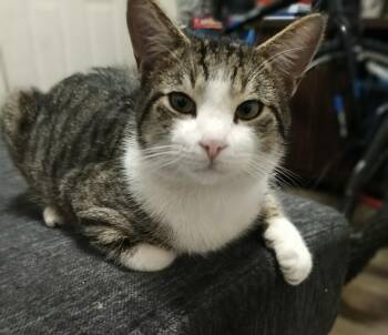 Binx -  Tabby Cat for Adoption in Theodore, Alabama - Binx | PetCurious