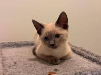 Domestic Short Hair Cats Available for Adoption in Warner Robins, Georgia - Ladybug | PetCurious