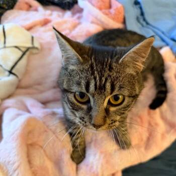 Susanna -  Domestic Short Hair Cat for Adoption in Evanston, Illinois - Susanna | PetCurious