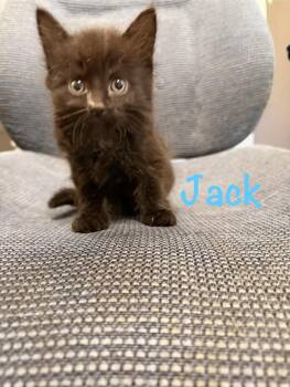 Jack -  Domestic Medium Hair Cat Available for Adoption in Crescent City, California - Jack | PetCurious