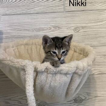 Nikki -  Domestic Short Hair Cat Available for Adoption in West Palm Beach, Florida - Nikki | PetCurious