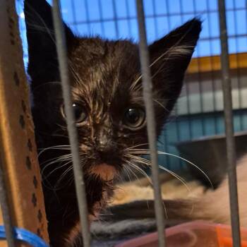 Salem -  Domestic Short Hair Cat for Adoption in Grantsville, Utah - Salem | PetCurious