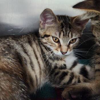 Butterscotch -  Domestic Short Hair Cat for Adoption in Walker, Michigan - Butterscotch | PetCurious