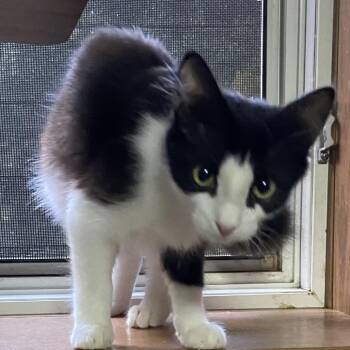 Domestic Long Hair Cats Available for Adoption in Spokane, Washington - Martini | PetCurious