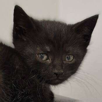 Tulip -  Domestic Short Hair Cat Available for Adoption in Victor, New York - Tulip | PetCurious