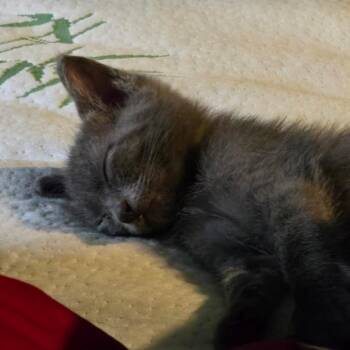 Meatball -  Domestic Short Hair Cat for Adoption in Houston, Texas - Meatball | PetCurious