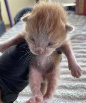 61747431 -  Domestic Short Hair Cat for Adoption in El Paso, Texas - 61747431 | PetCurious