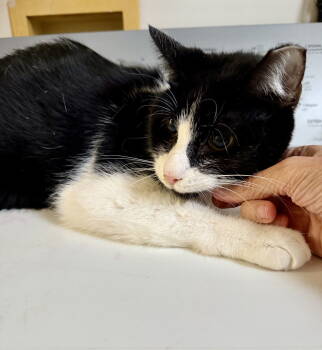 Rescue Domestic Short Hair Cats for Adoption in Walled Lake, Michigan - Suschi | PetCurious