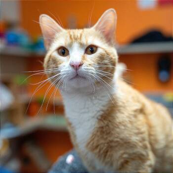 Domestic Short Hair Cats Available for Adoption in Gainesville, Georgia - Fernando | PetCurious