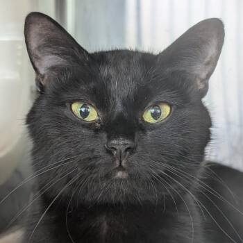 Domestic Short Hair Cats Available for Adoption in Asheville, North Carolina - Marianne | PetCurious