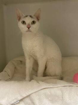 WINTER -  Domestic Short Hair Cat for Adoption in Boston, Massachusetts - WINTER | PetCurious