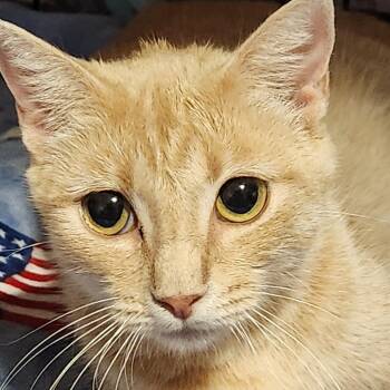 C46452 -  Domestic Short Hair Cat for Adoption in Corsicana, Texas - C46452 | PetCurious